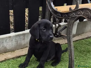 Labrador Retriever dogs Last 3 Top Quality male KC Reg Labrador Pups - Advert 3