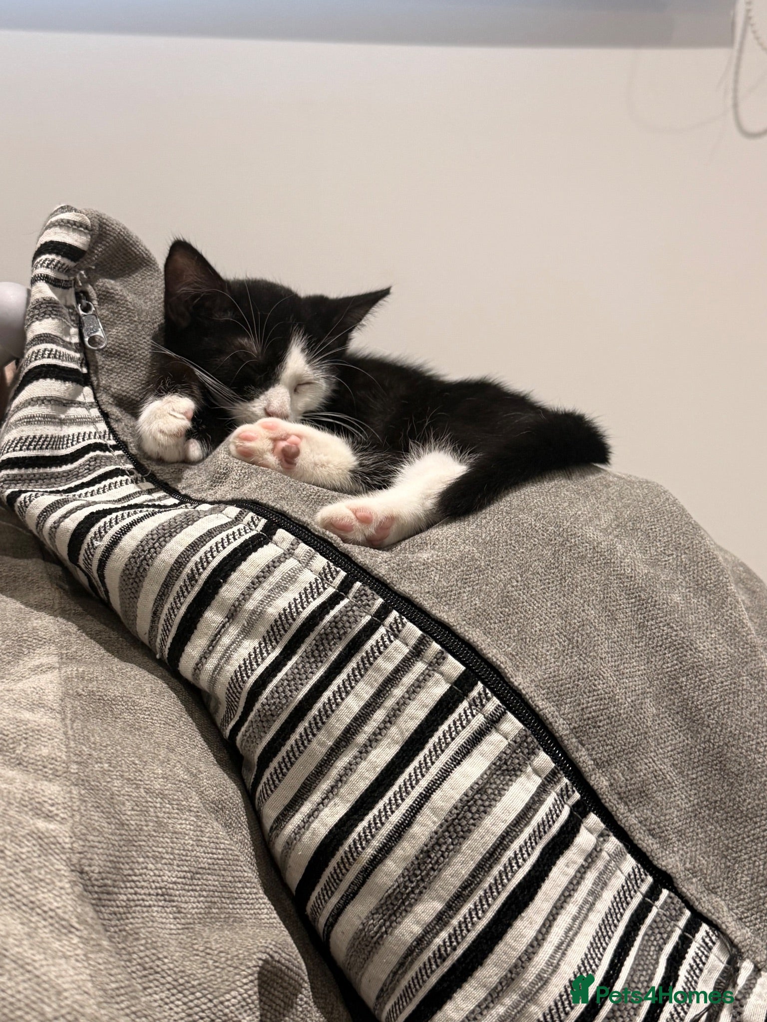 British Shorthair cats 10 week old kittens. Won’t let me change the date  - Advert 9