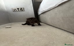 Scottish Fold cats for sale: Scottish fold kittens ready to find new homes - Image 3