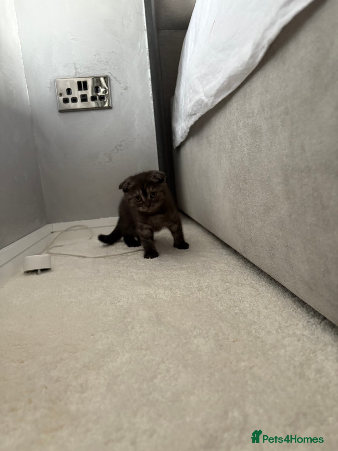 Scottish Fold cats for sale: Scottish fold kittens ready to find new homes - Image 3