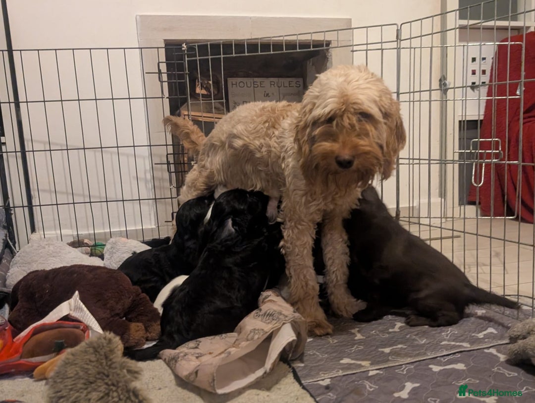 Cockapoo dogs for sale: Cockapoo F2b Pups – Ready for Their Forever Homes - Advert 2