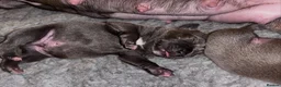 Staffordshire Bull Terrier dogs for sale: Beautiful Purebred blue English Staffy puppies - Advert 4