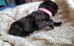 Cane Corso dogs for sale: Cane corso puppies  - Image 8