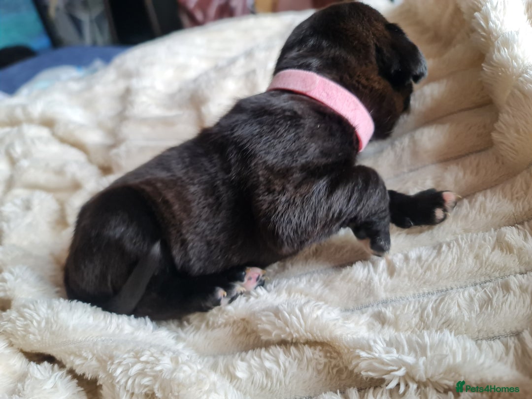 Cane Corso dogs for sale: Cane corso puppies  - Image 8