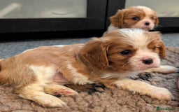 Cavalier King Charles Spaniel dogs for sale: KC Health Tested Cavalier King Charles Spaniels - Image 7