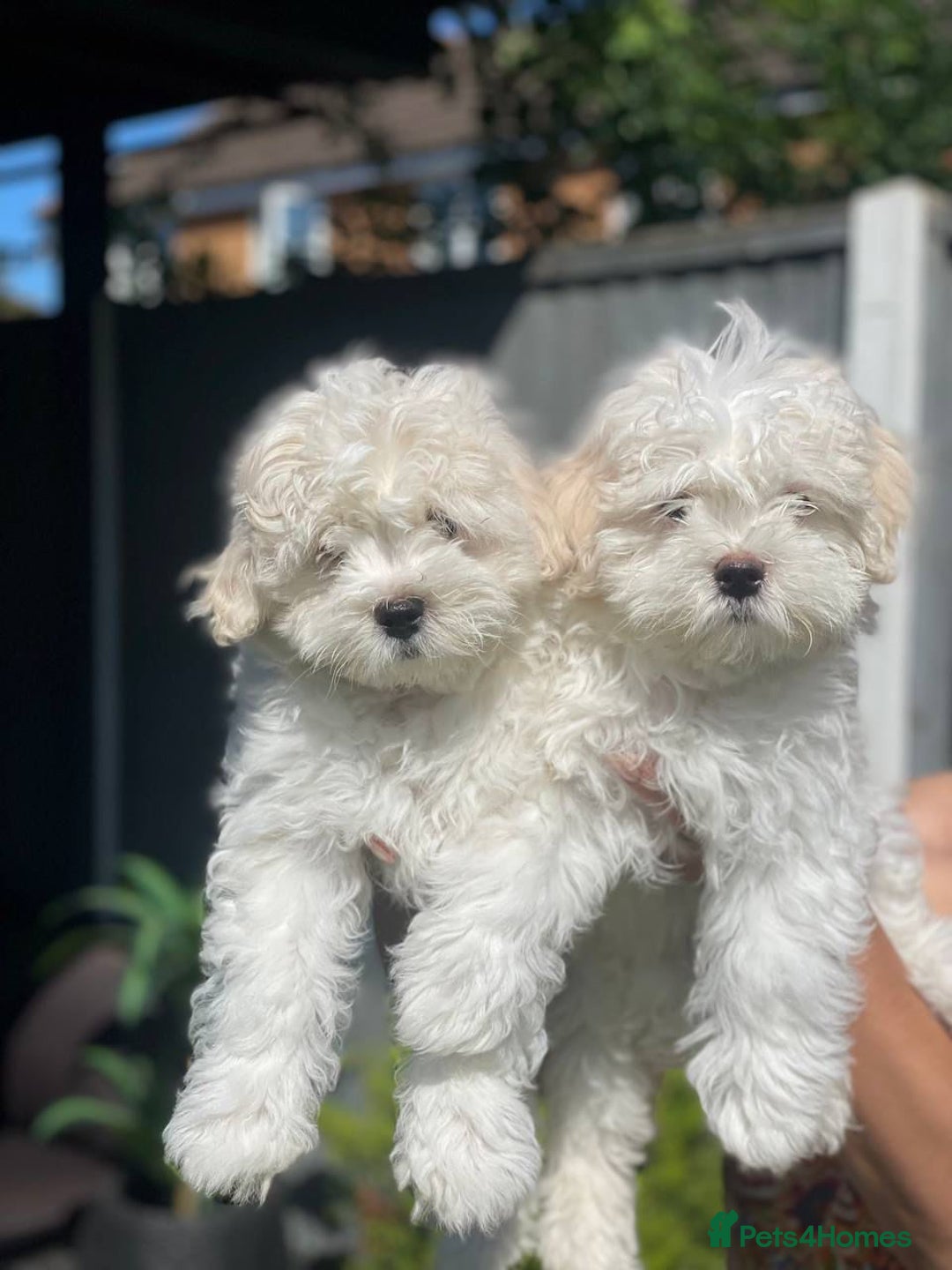 Maltipoo dogs for sale: Maltichon Puppy Looking for His Forever Home - Image 5