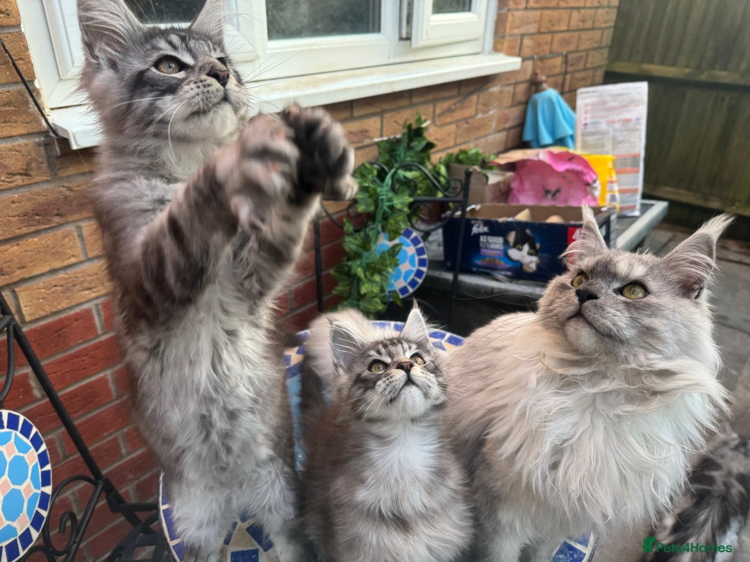 Maine Coon cats for sale: Stunning silver/black tabby MC boys available  - Advert 2