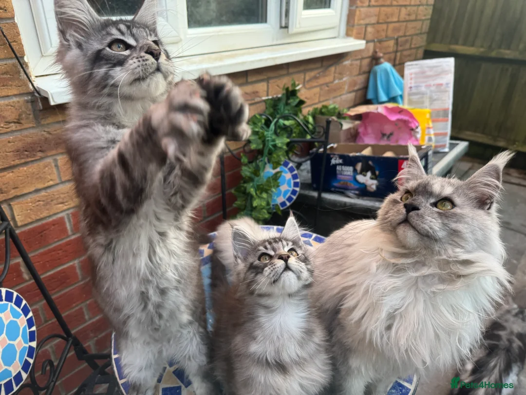 Maine Coon cats for sale: Stunning silver/black tabby MC boys available  - Advert 2