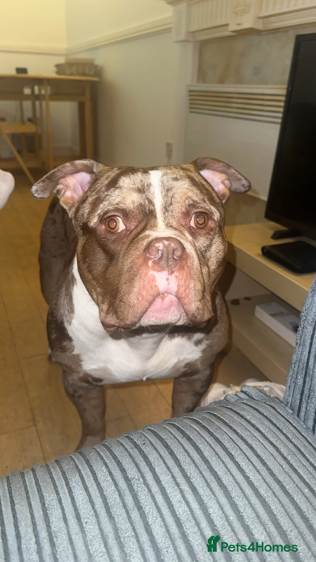 Mixed Breed dogs for sale: Male dog for sale  in Leeds - Advert 2