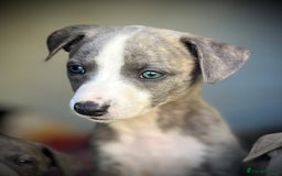 Whippet dogs for sale: Show Quality Blue Brindle KC Registered Whippets - Image 40