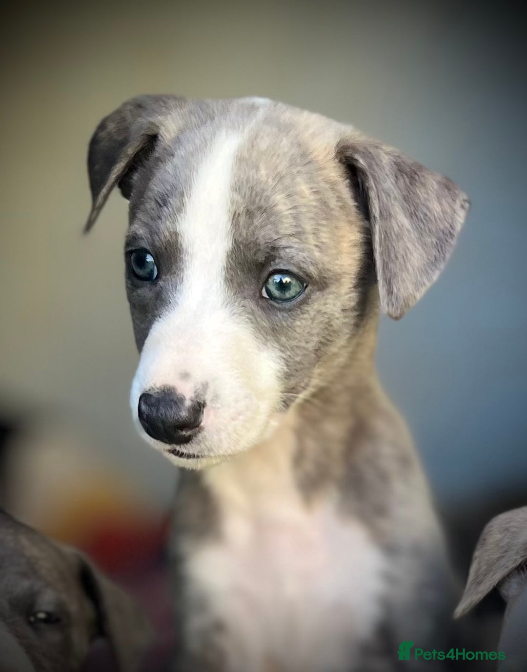 Whippet dogs for sale: Show Quality Blue Brindle KC Registered Whippets - Image 40