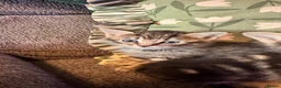 Mixed Breed cats for sale: Stunning kittens 🐈‍⬛ - Advert 21