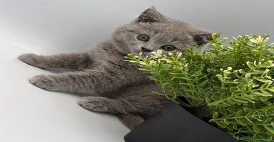 British Shorthair cats - Advert 16