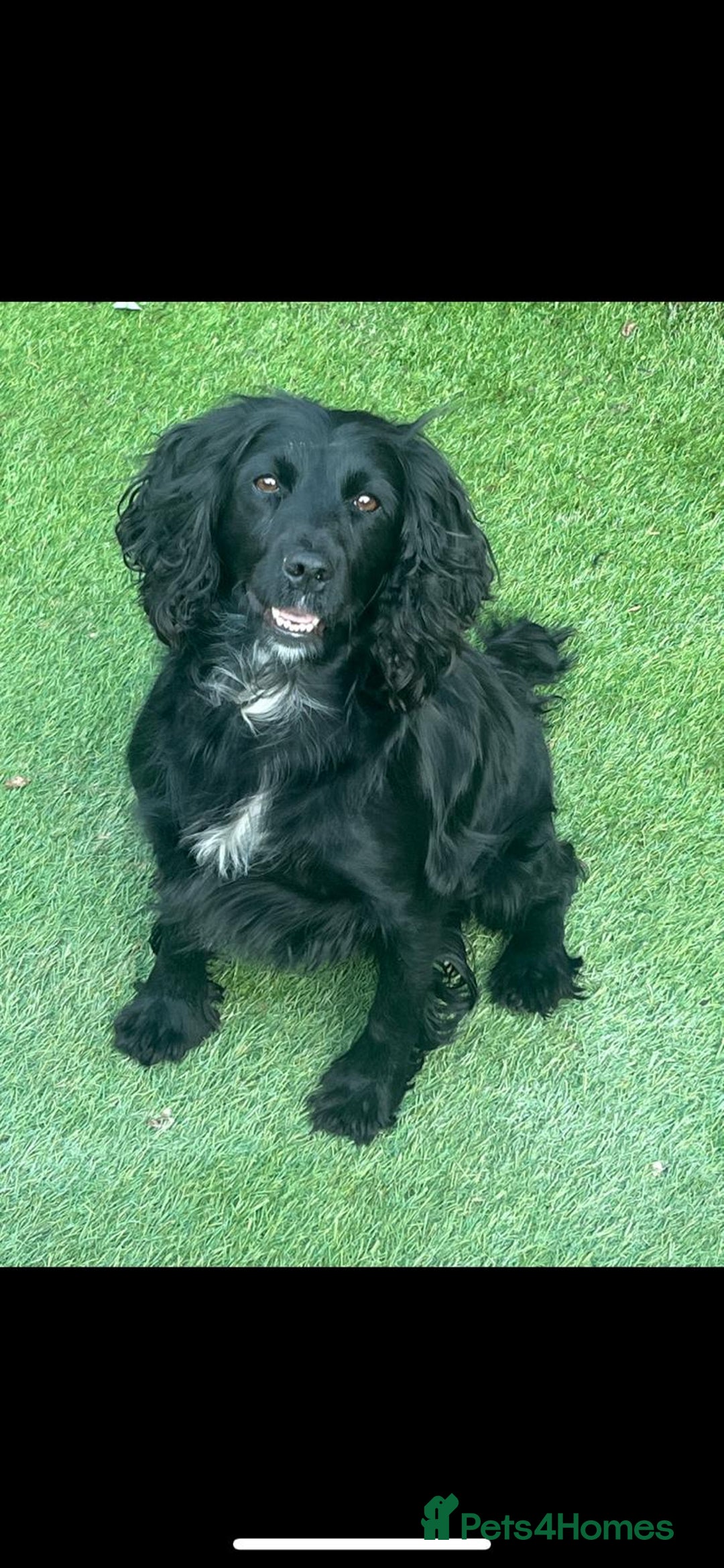 Cockapoo dogs for sale: Cockapoo puppies  - Advert 2