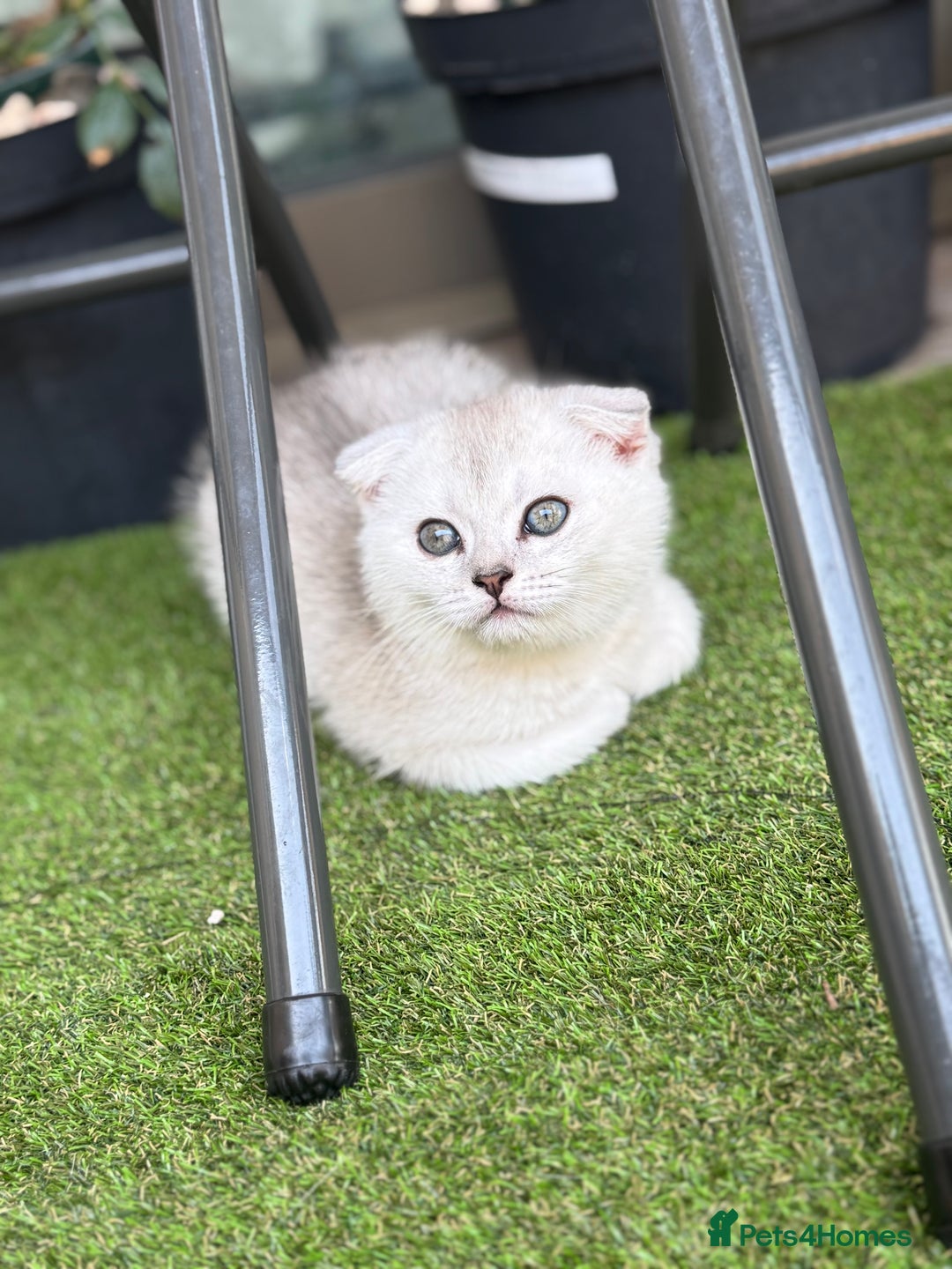 Scottish Fold cats for sale: 🐱 One boy left 🐱 Open for offers ❤️ - Image 7