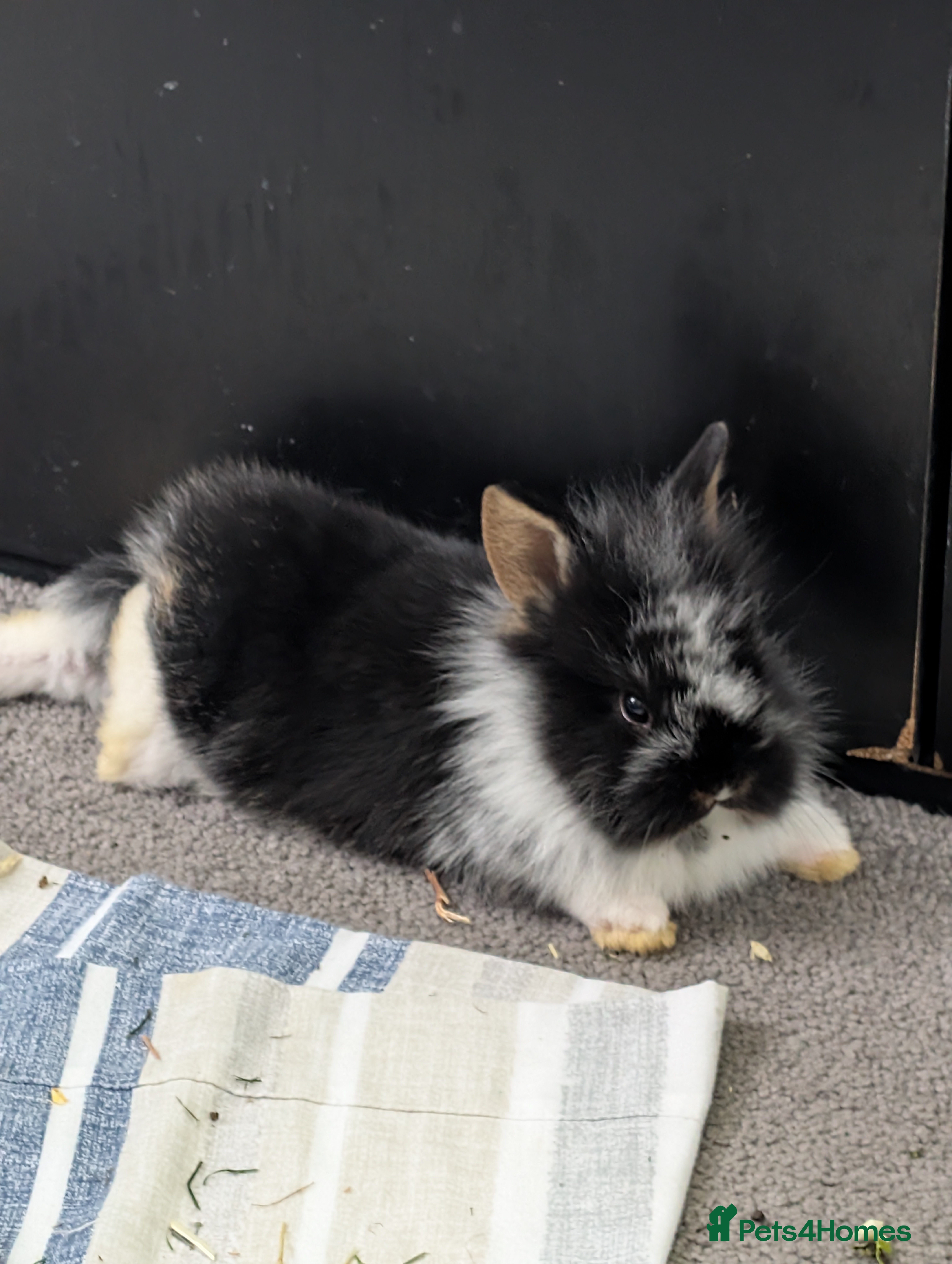 Mixed Breed rabbits  Lionhead /mini rex rabbits  - Advert 1