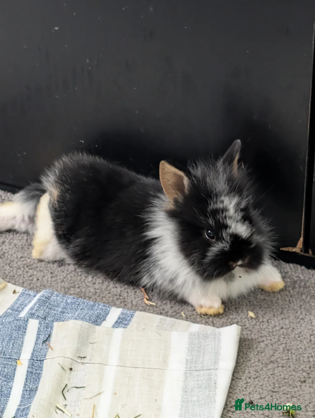 Mixed Breed rabbits for sale:  Lionhead /mini rex rabbits  - Advert 1
