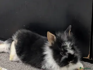 Mixed Breed rabbits Lionhead /mini rex rabbits - Advert 1