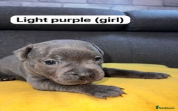 Staffordshire Bull Terrier dogs for sale:   Champion-KC.Reg.Blue Staffordshire Bull Terrier  - Image 7