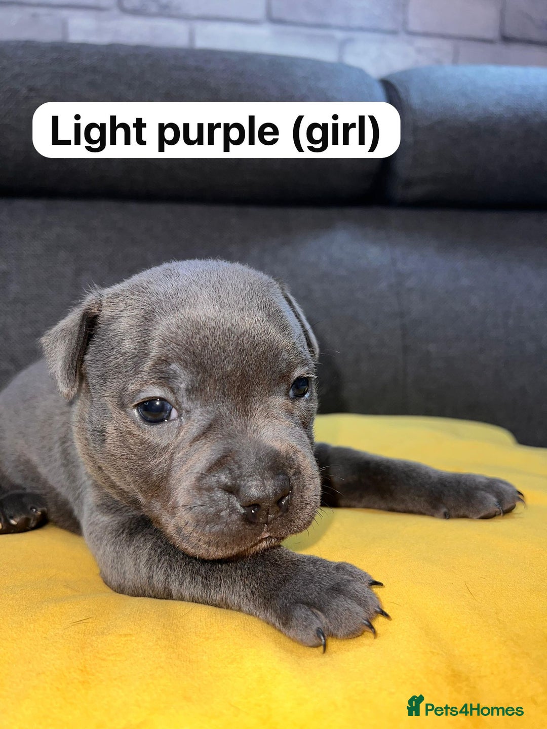 Staffordshire Bull Terrier dogs for sale:   Champion-KC.Reg.Blue Staffordshire Bull Terrier  - Image 7