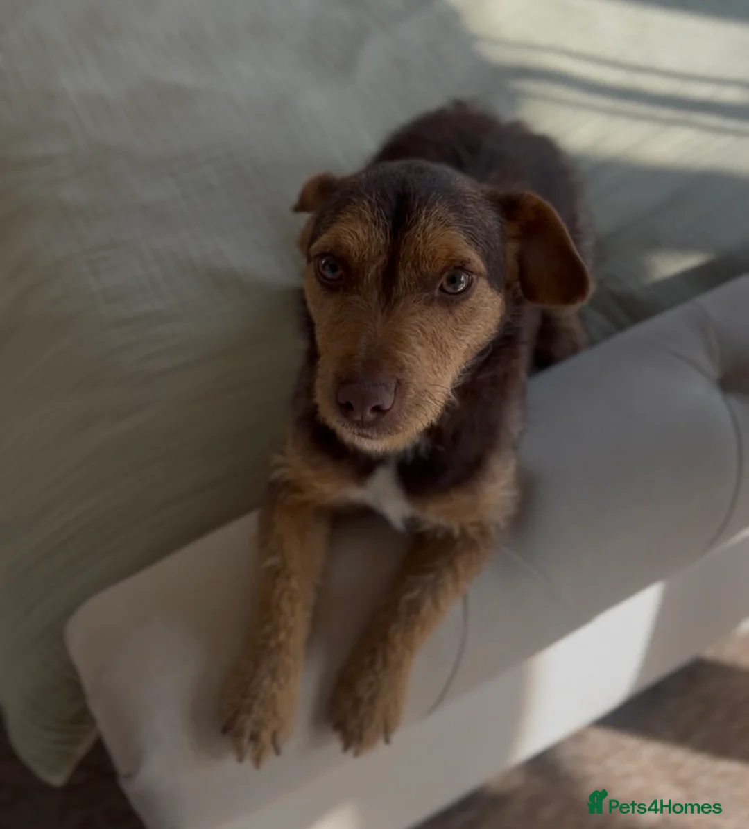 Patterdale Terrier dogs for sale: Chocolate tan patterdale terrier   - Advert 2