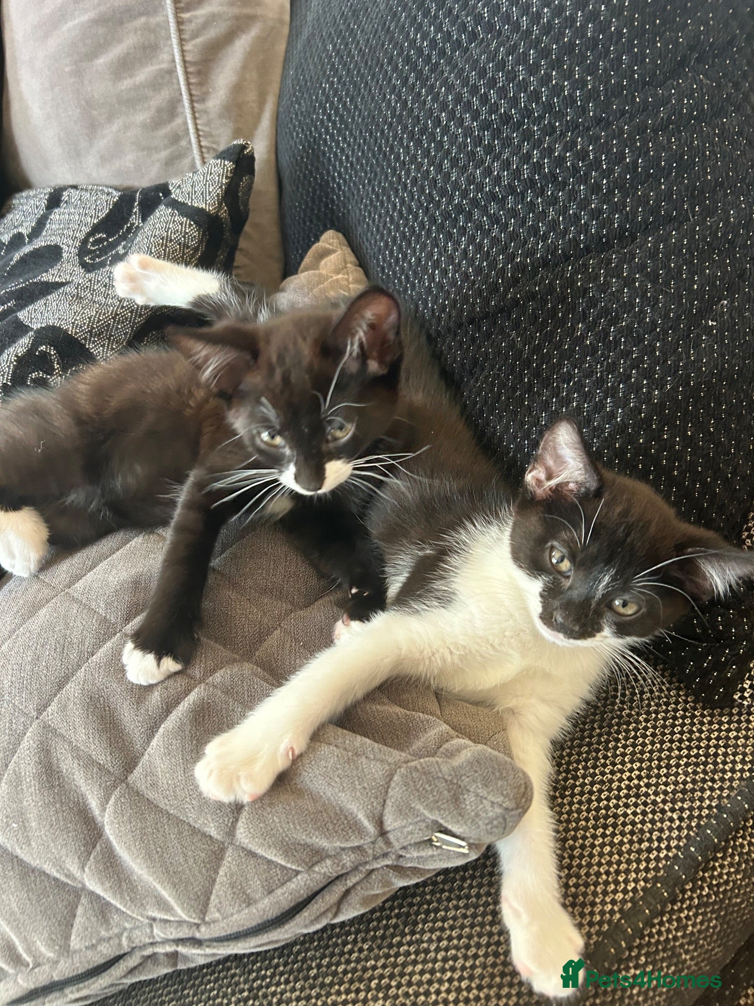 Mixed Breed cats Beautiful, playful and confident kittens - Advert 1
