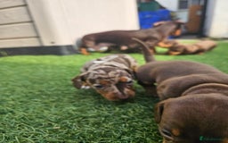Dachshund dogs for sale: Miniature dauchaund  - Image 6