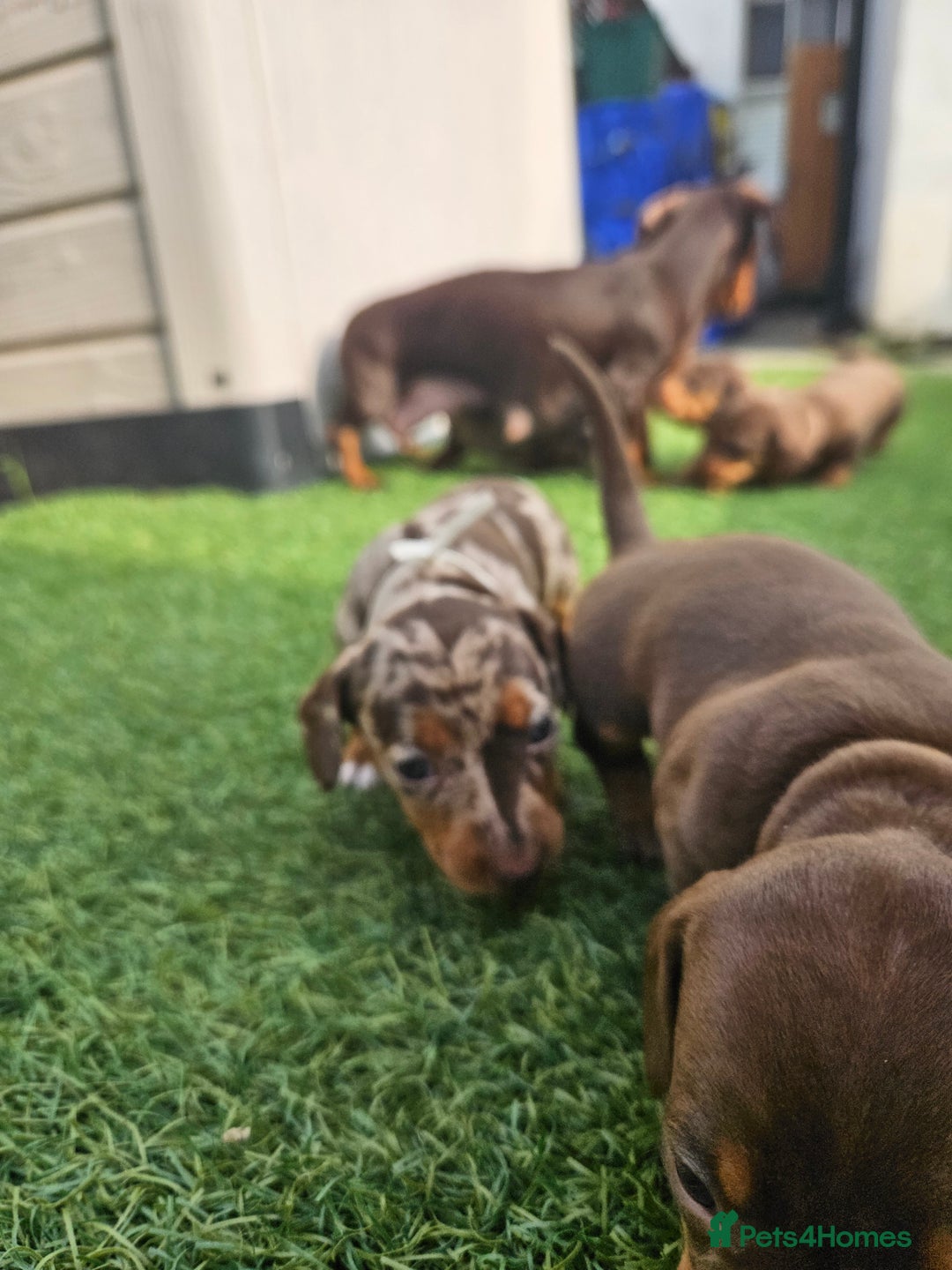 Dachshund dogs for sale: Miniature dauchaund  - Image 6