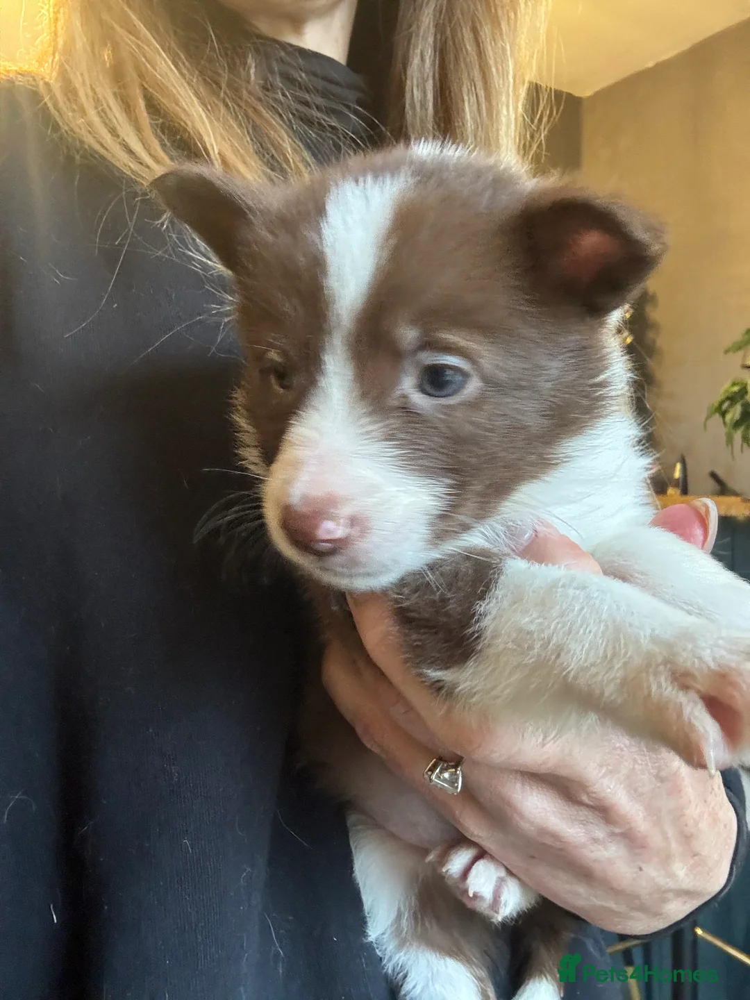 Border Collie dogs for sale: Pure Bred Border Collie Puppies For Sale - Advert 16