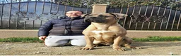 Mixed Breed dogs for sale: Cane Corso x Performance Mastiff in Stockport - Advert 11