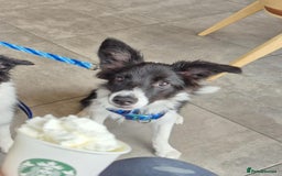 Border Collie dogs for sale: Border collie looking for FOSTER home - Advert 2