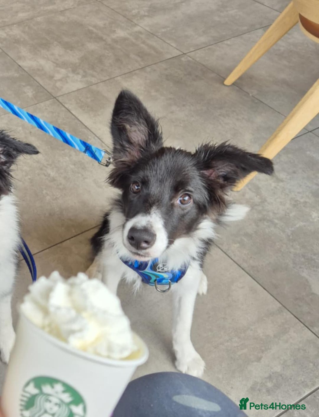 Border Collie dogs for sale: Border collie looking for FOSTER home - Advert 2