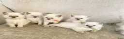 Ragdoll cats for sale: Ragdoll kittens - Advert 7