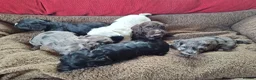 Cockapoo dogs for sale: F1 Cockapoo Pups  - Advert 21