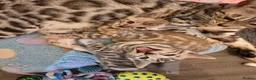 Bengal cats for sale: Championship F6 Beautiful Bengal Kittens ❤️ - Advert 2
