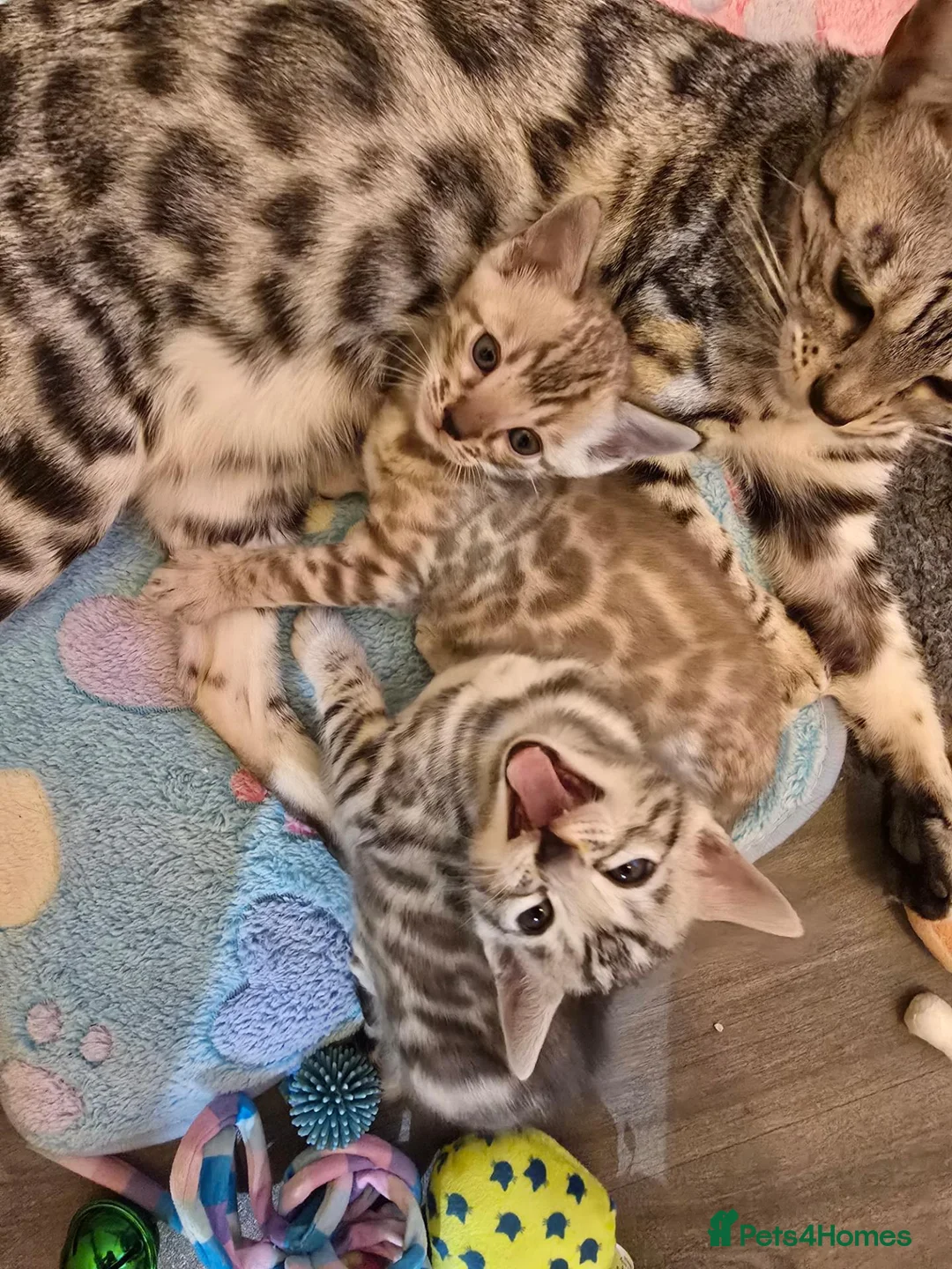 Bengal cats for sale: Championship F6 Beautiful Bengal Kittens ❤️ - Advert 2