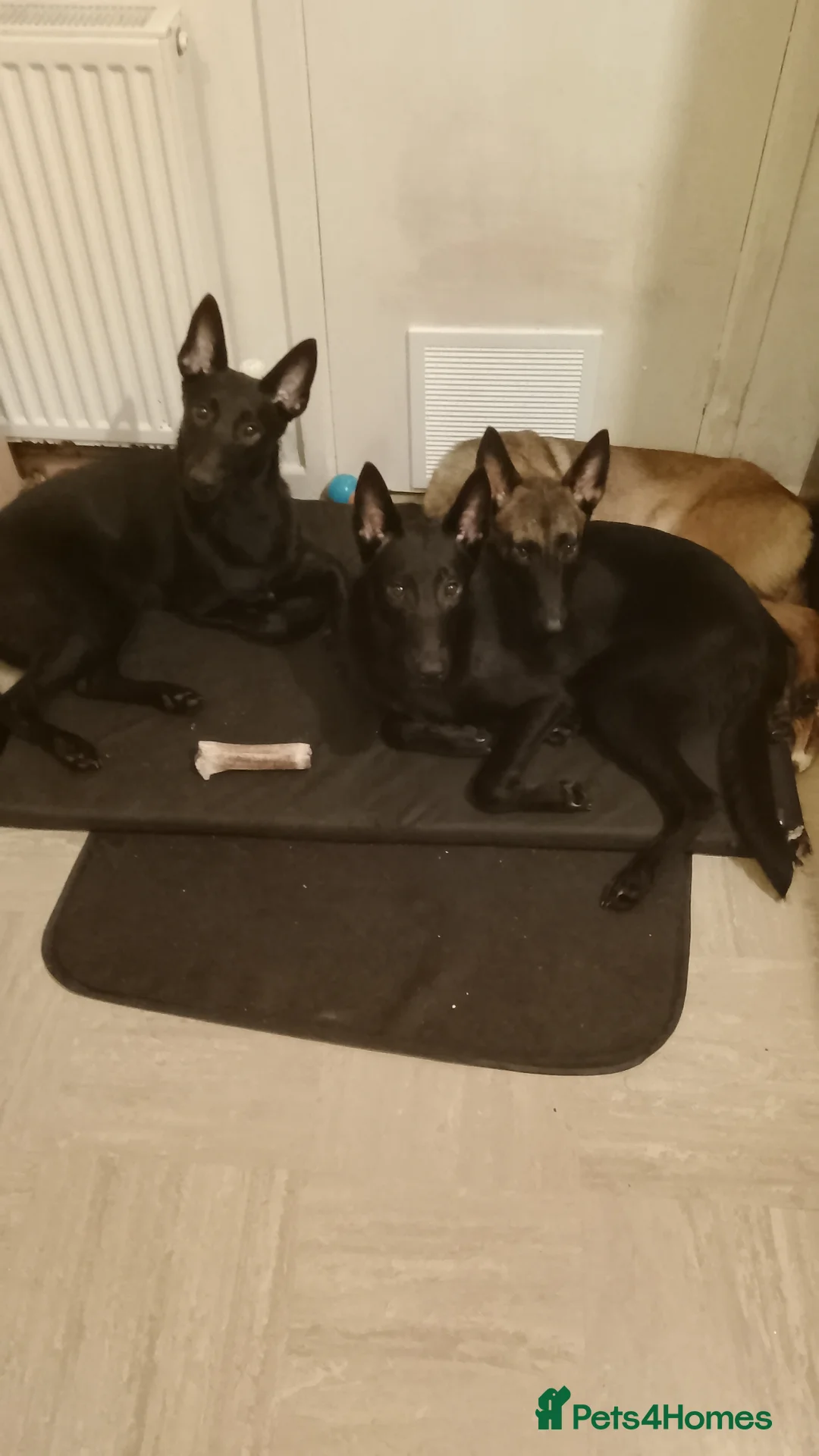 Belgian Shepherd Dog dogs for sale: 3 Belgian malinos puppies for sale  - Advert 2