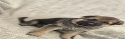 German Shepherd dogs for sale: German shepherd pups - Advert 16