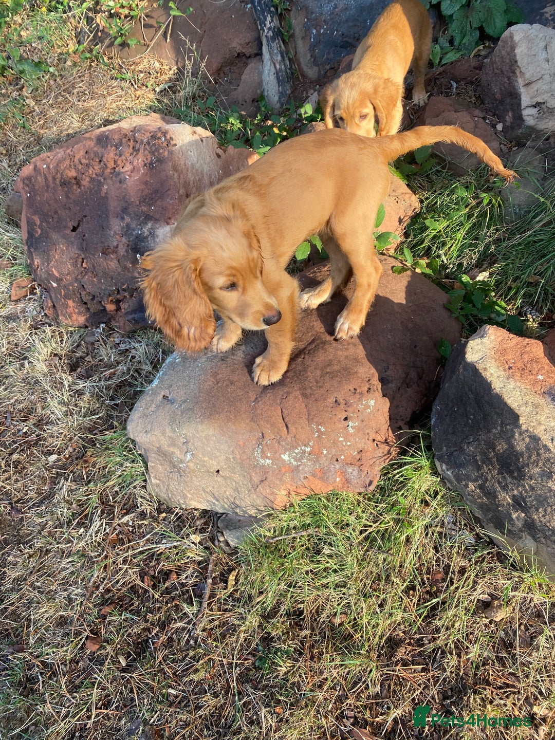 Cocker Spaniel dogs for sale: Stunning Working Cocker Spaniel Puppies - Image 22