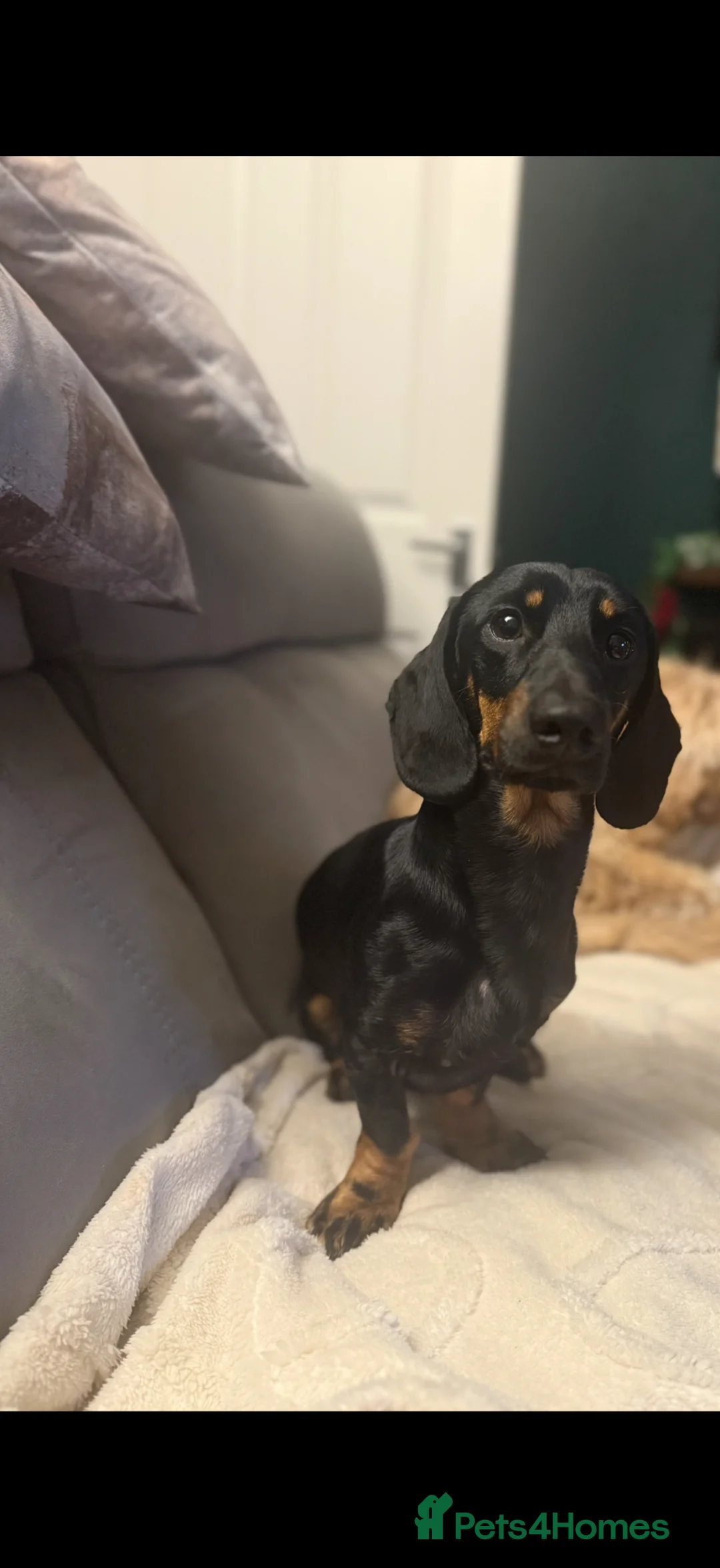 Dachshund dogs for sale: Male Dachshund for sale  - Advert 3