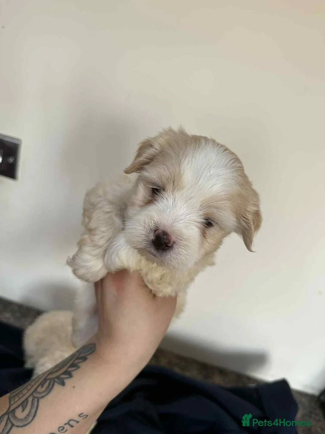Maltipoo dogs for sale: Rare colours beautiful maltipoo puppies  - Advert 3
