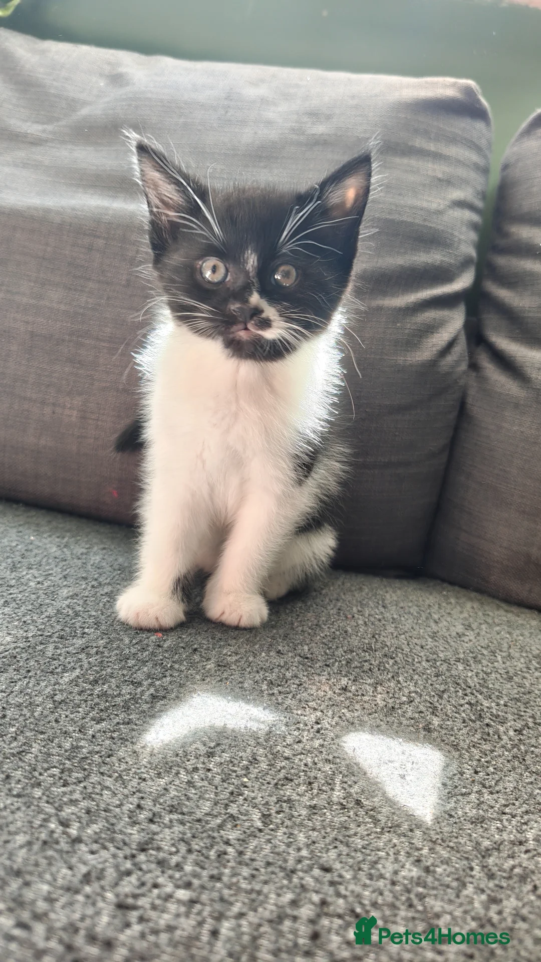 Mixed Breed cats for sale: 3 lovely kittens in Cardiff - Advert 7