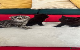 Mixed Breed cats for sale: Scottish fold mixed breed - Image 4