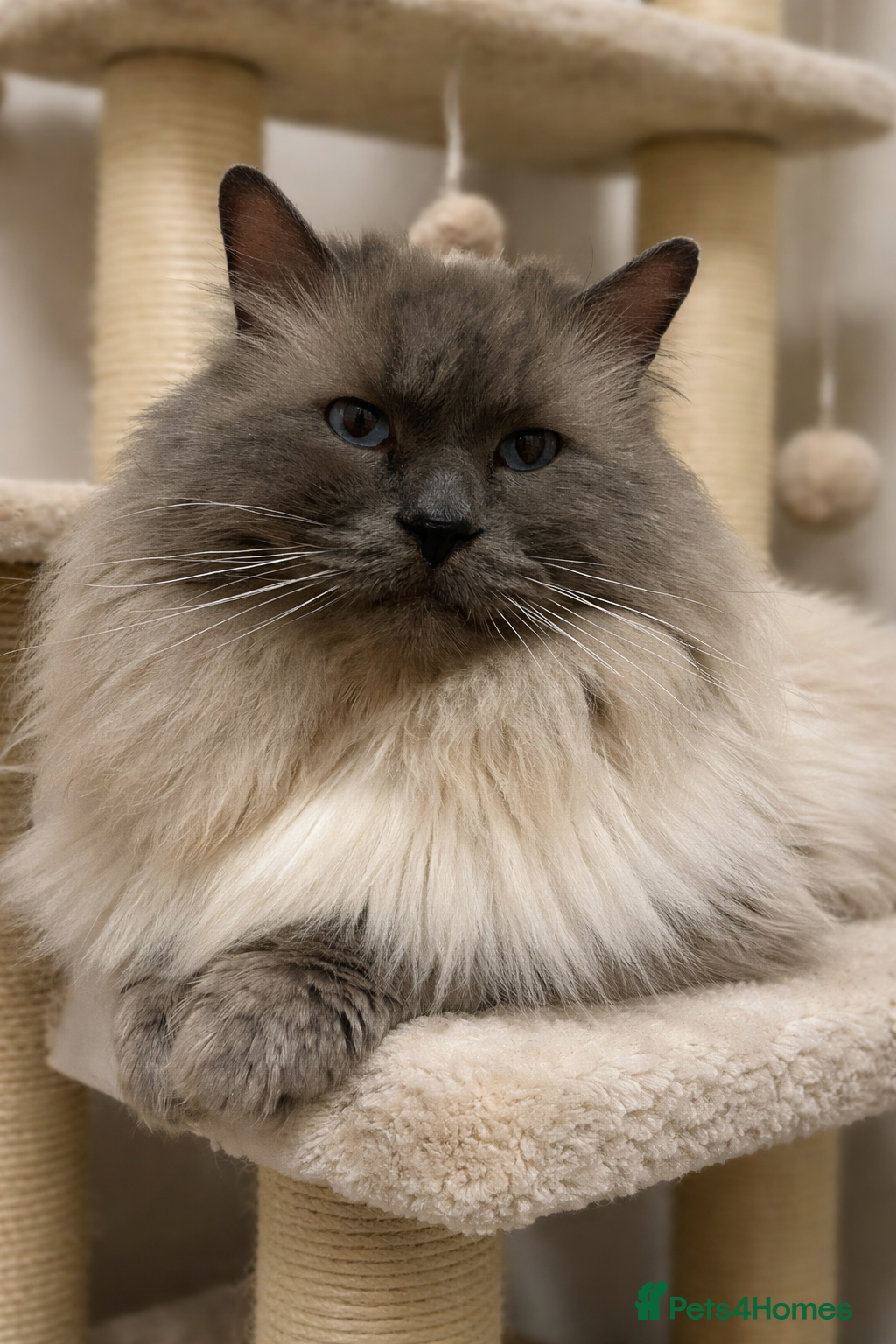 Ragdoll cats 🏆Gccf/TICA CARRYING CHOCOLATE  gccf ragdoll stud  in Merthyr Tydfil - Advert 15