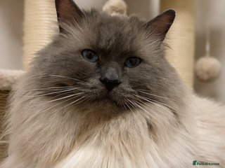 Ragdoll cats 🏆Gccf/TICA CARRYING CHOCOLATE gccf ragdoll stud in Merthyr Tydfil - Advert 15