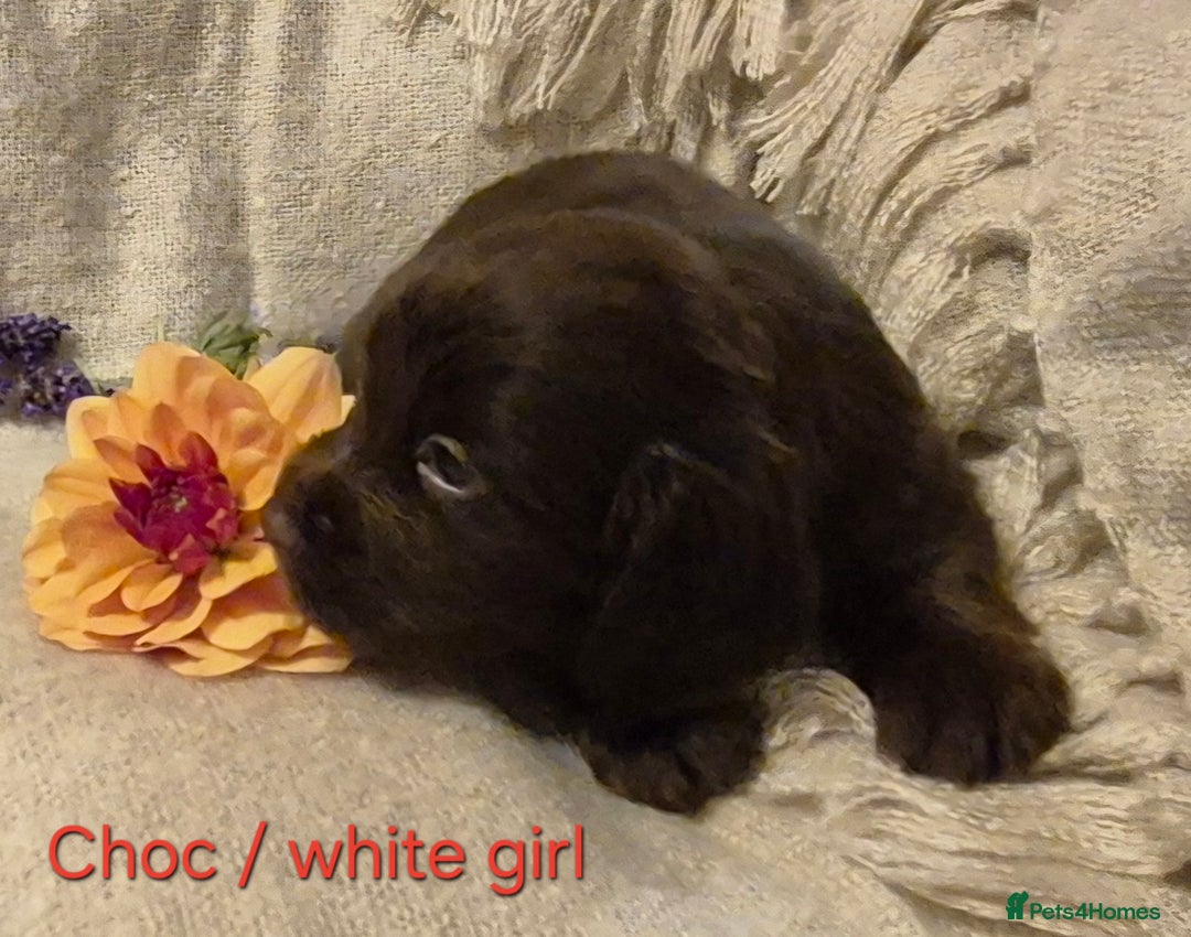 Cocker Spaniel dogs for sale: Exceptional KC Reg Working Cocker Spaniel Puppies - Image 14