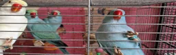 Parrots birds for sale: Indian ringnecks for sale READY TO GO - Advert 4