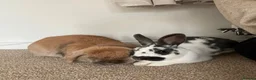Mini Lop rabbits for sale: Bonded pair - mini lop & English cross  in Melton Mowbray - Advert 15