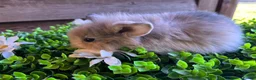 Mini Lion Lop rabbits for sale: Mini lion lops  - Advert 10