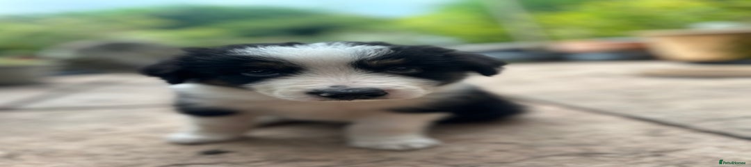 Border Collie Puppy 1